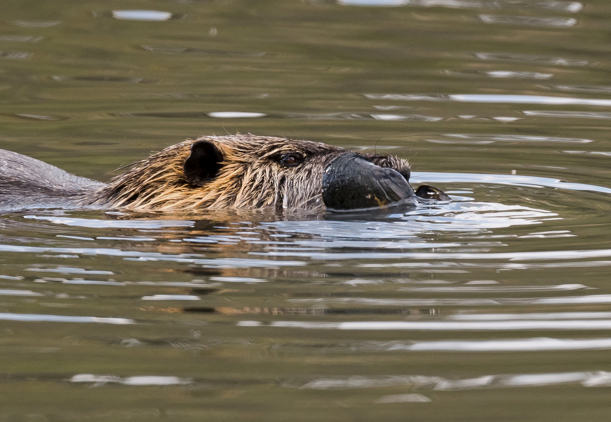 D50_8568_Nutria mit Muschel IA_4_2022.jpg