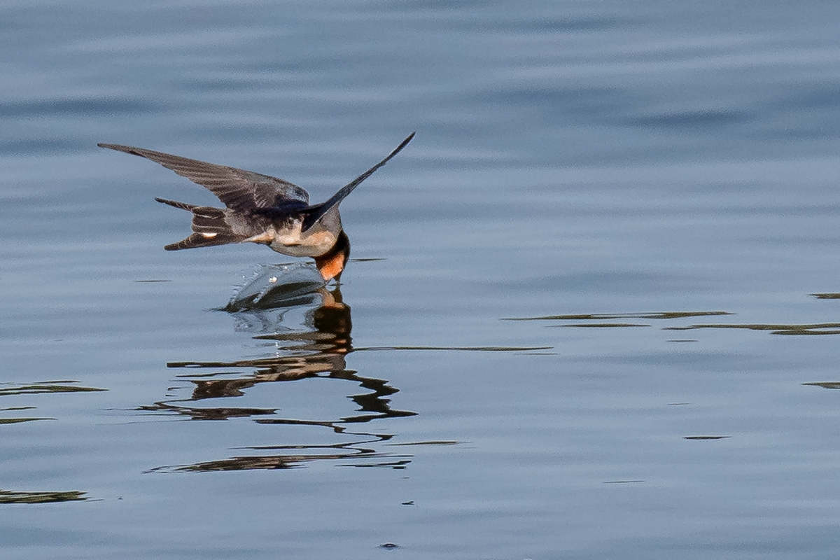 D50_8581_Furche ziehen IA_8_2019.jpg