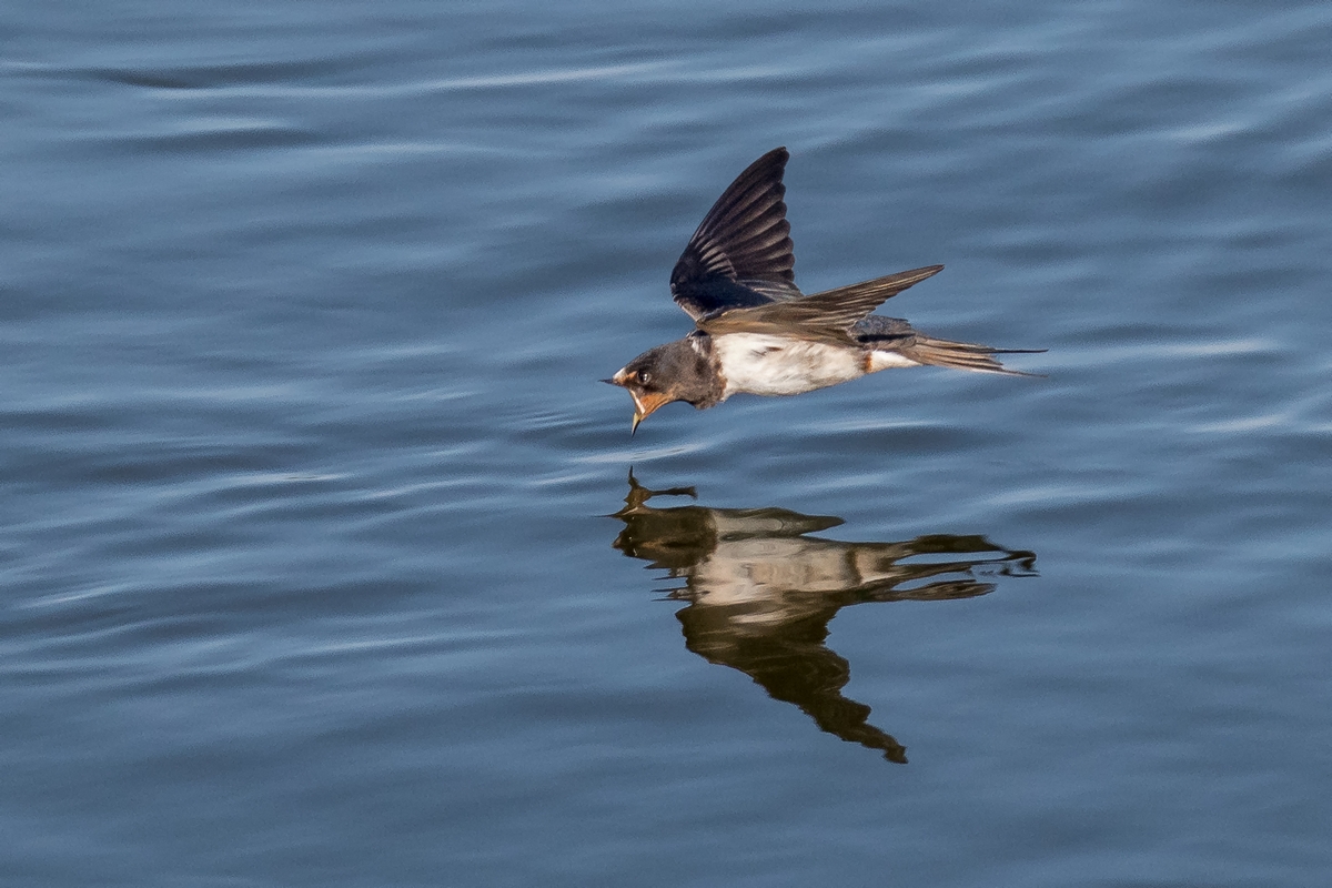 D50_8585_Schnabel weit aufgerissen IA_8_2019.jpg