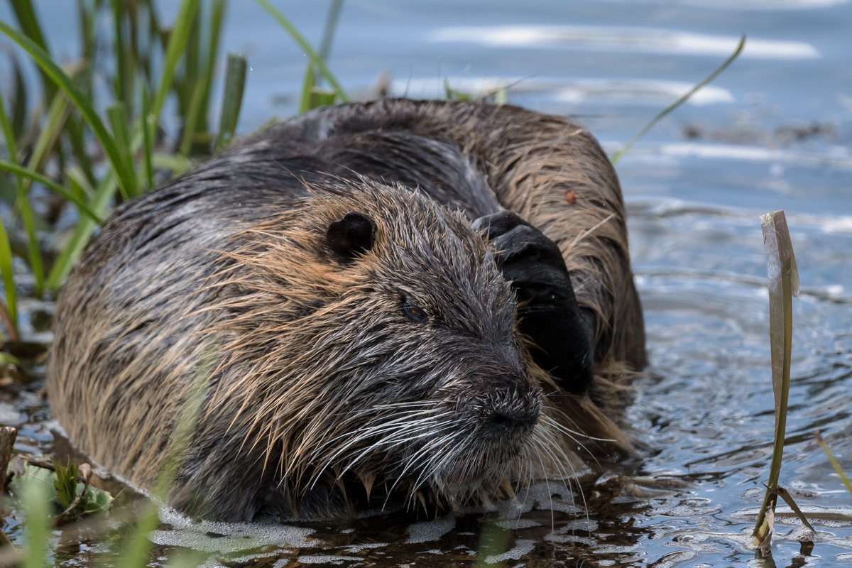 D50_8590_Es jucktdem Nutria_IA_4_2022.jpg