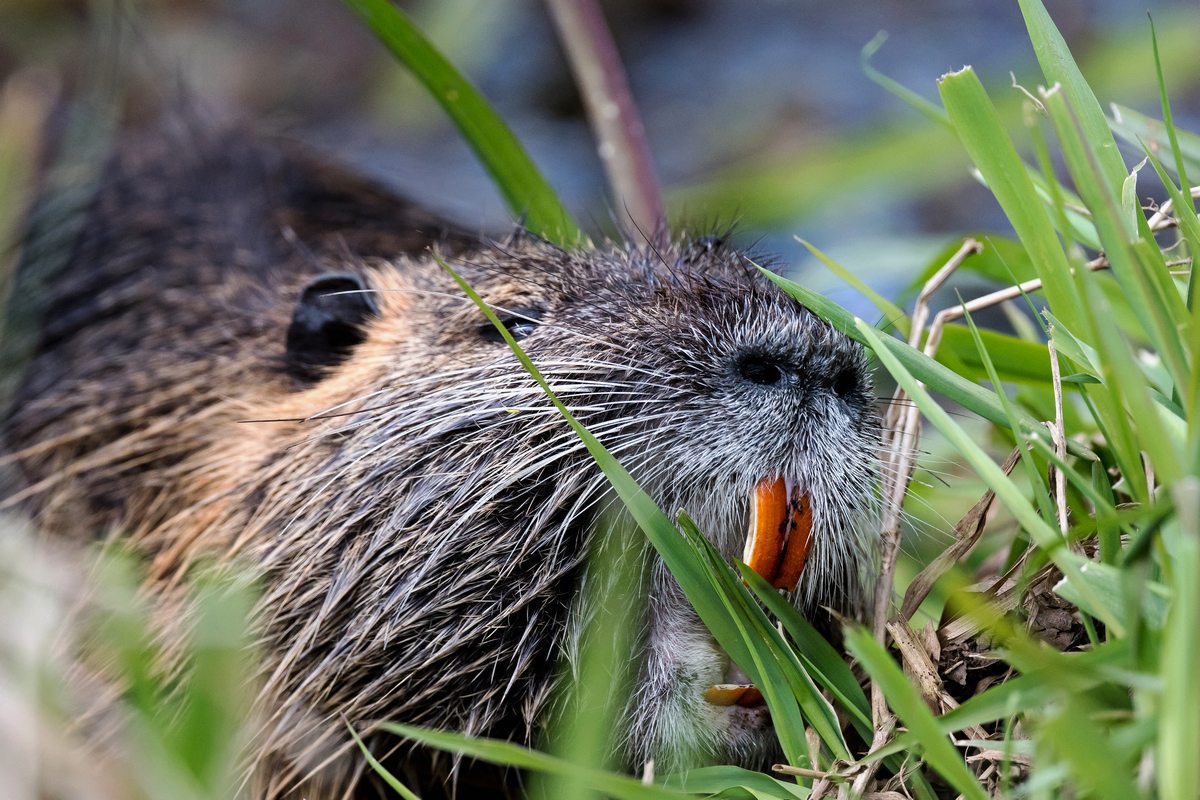 D50_8630_Große Hauer beim Nutria_IA_4_2022.jpg