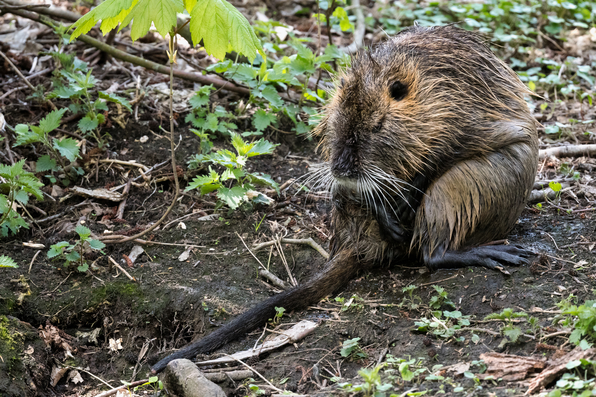 D50_8648_Nutria an Land_IA_4_2022.jpg