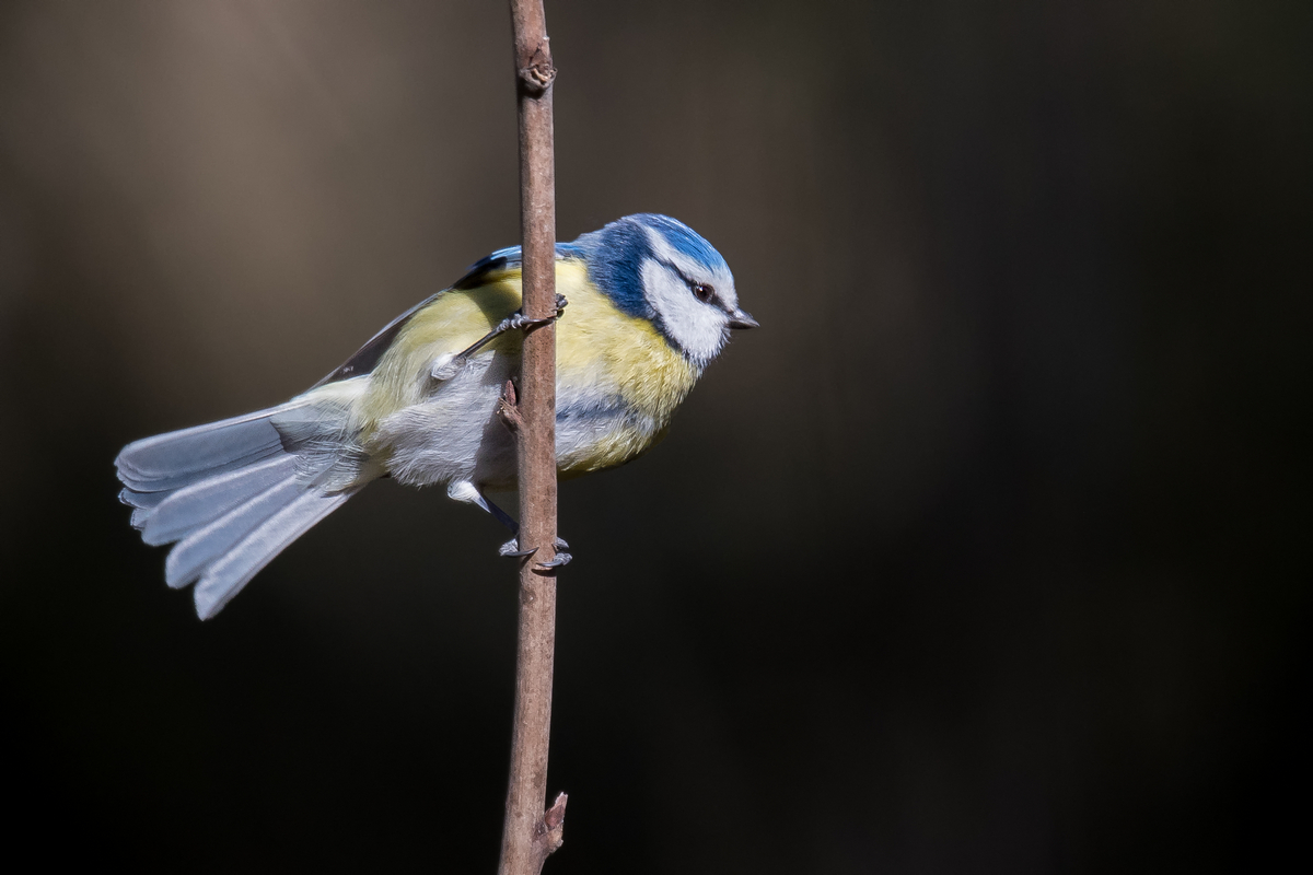 D50_8651_Blaumeise an Halm IA_3_2021.jpg