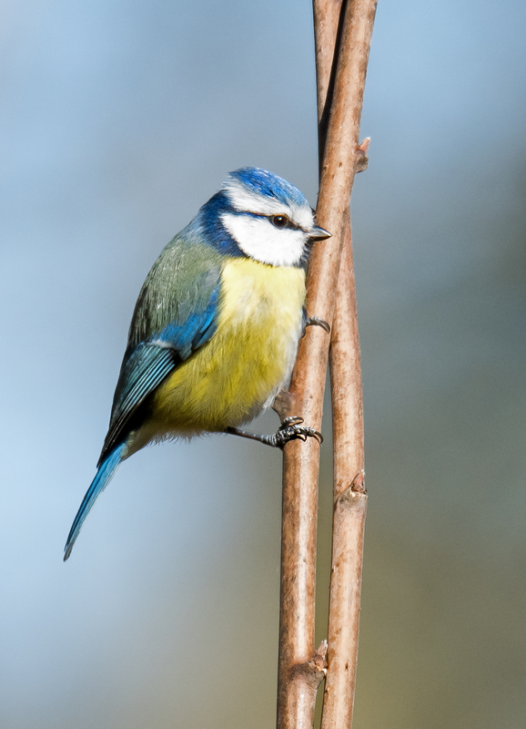 D50_8665_Blaumeise IIA_3_2021.jpg