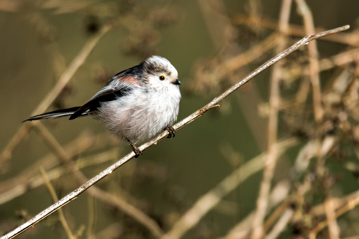 D50_8683_Schwanzmeise IA_3_2021.jpg