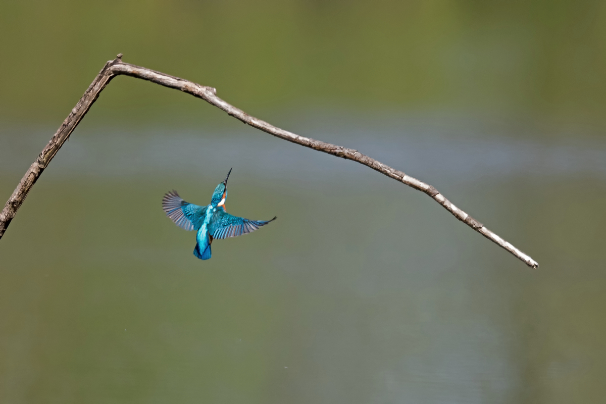 D50_8716_Anflug auf Ast_weit weg_IA_5_2022.jpg