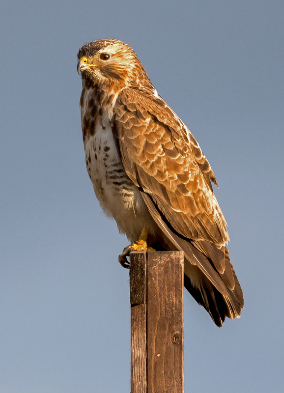 D50_8730_Sir Bussard auf LieblingsplatzIA_3_2021.jpg