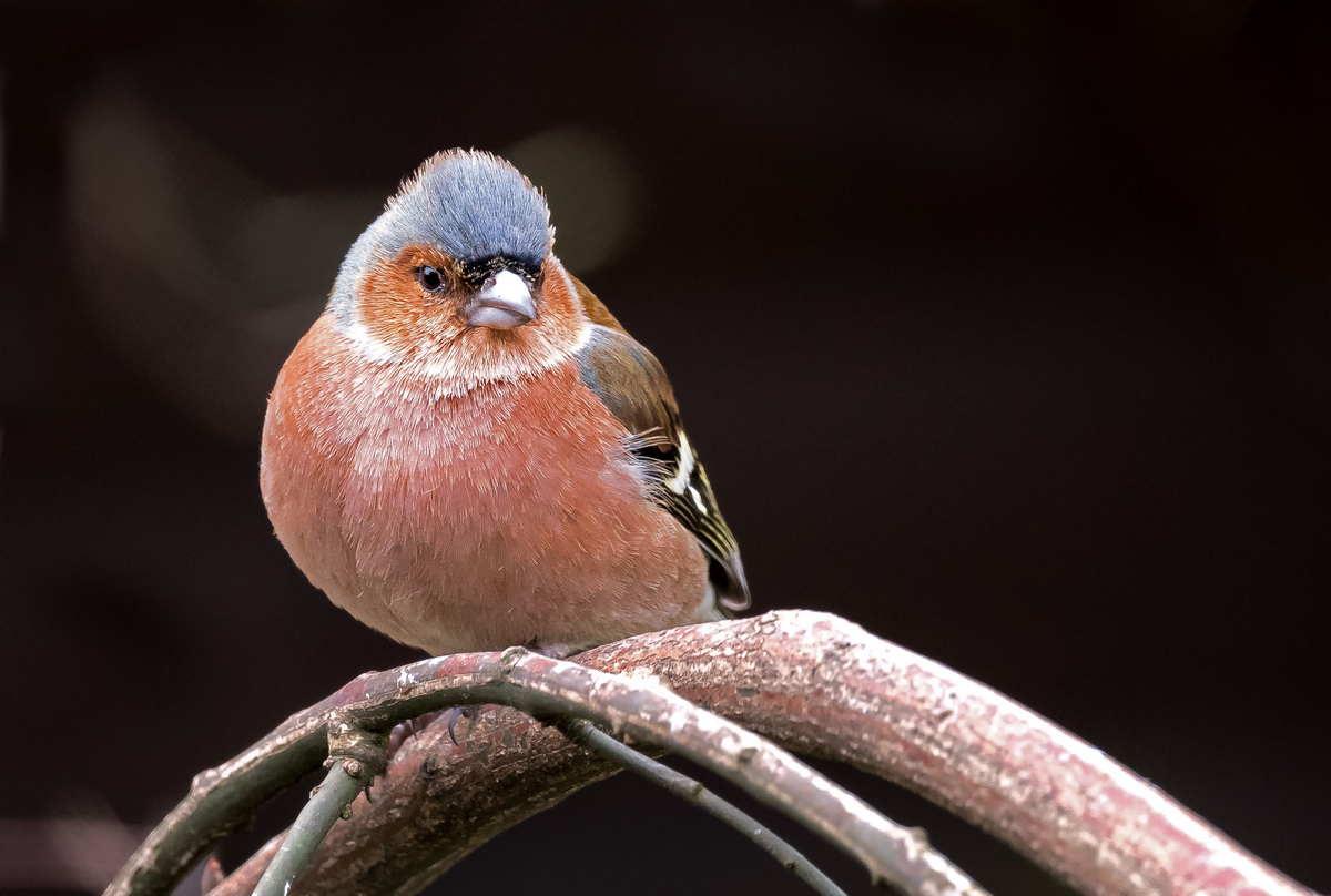 D50_8825_Buchfinkenmännchen IA_3_2021.jpg
