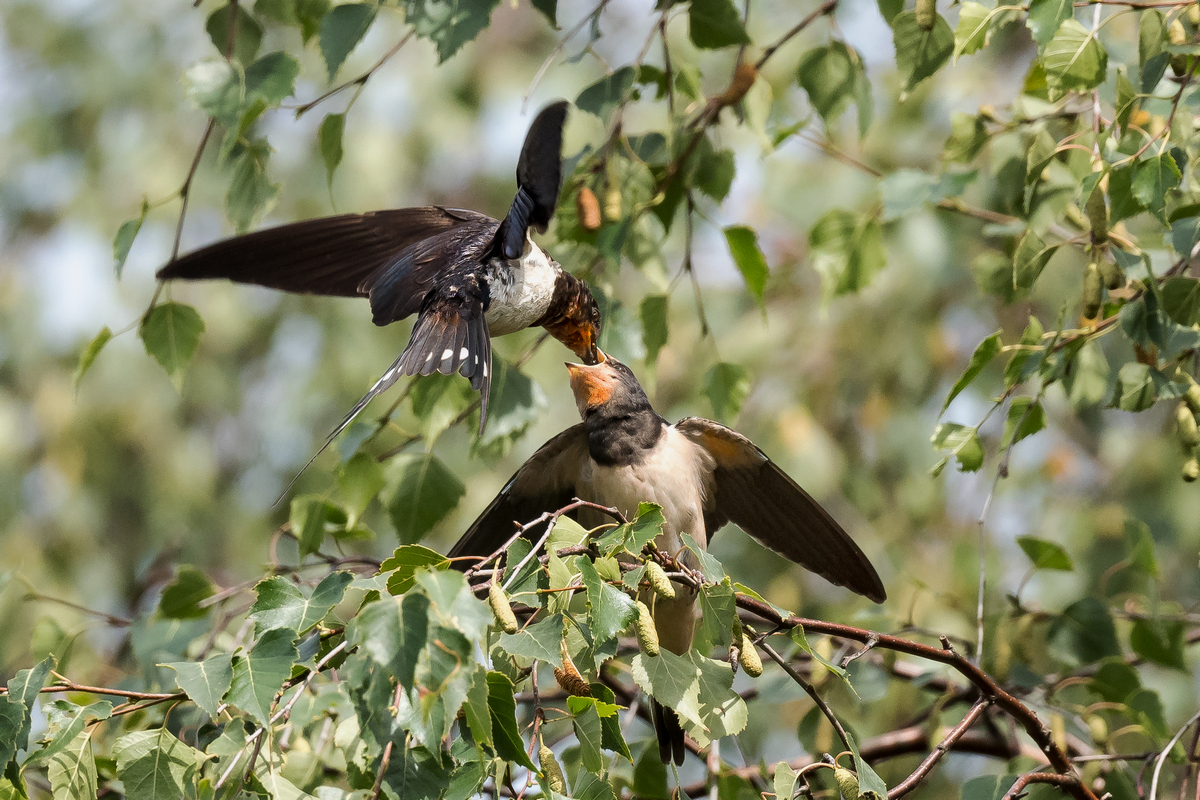D50_8907_Rauchi Mama bei Fütterung_IA_8_2022.jpg