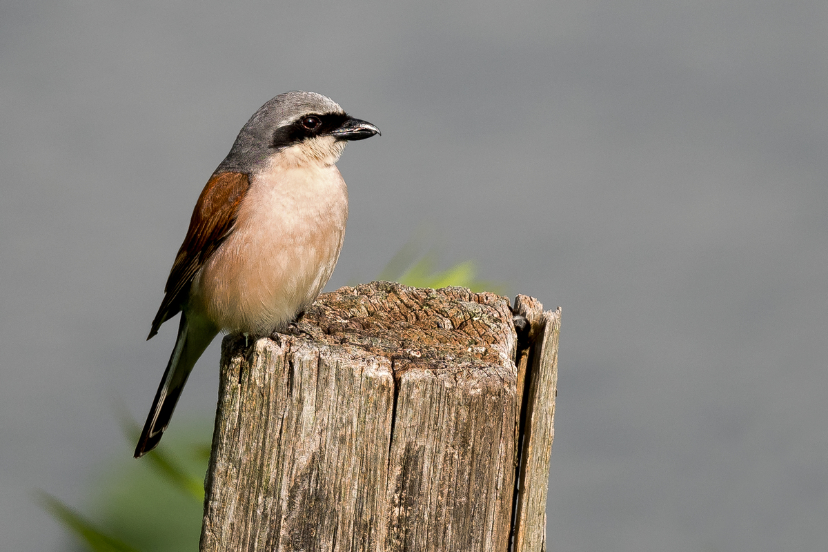D50_8926_Neuntötermännchen IA_7_2020.jpg