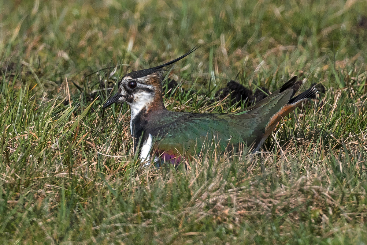 D50_8964_Kiebitzdame testet Nestmulde_IA_3_2021.jpg