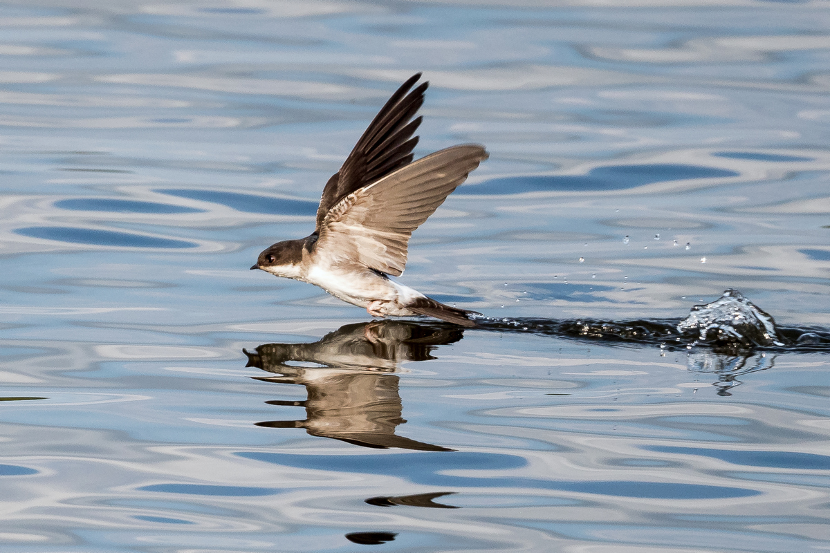 D50_9003Wasserberührung IA_7_2020.jpg