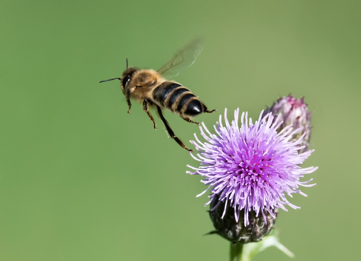 D50_9072_Abflug von der Distel_IA_9_2022.jpg