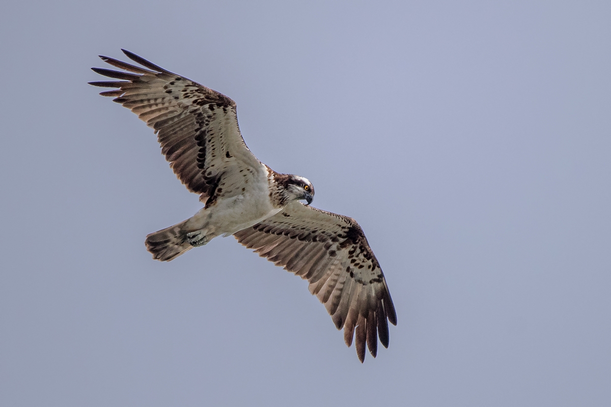 D50_9140_Fischadler beobachtet Beute_IA_9_2019.jpg