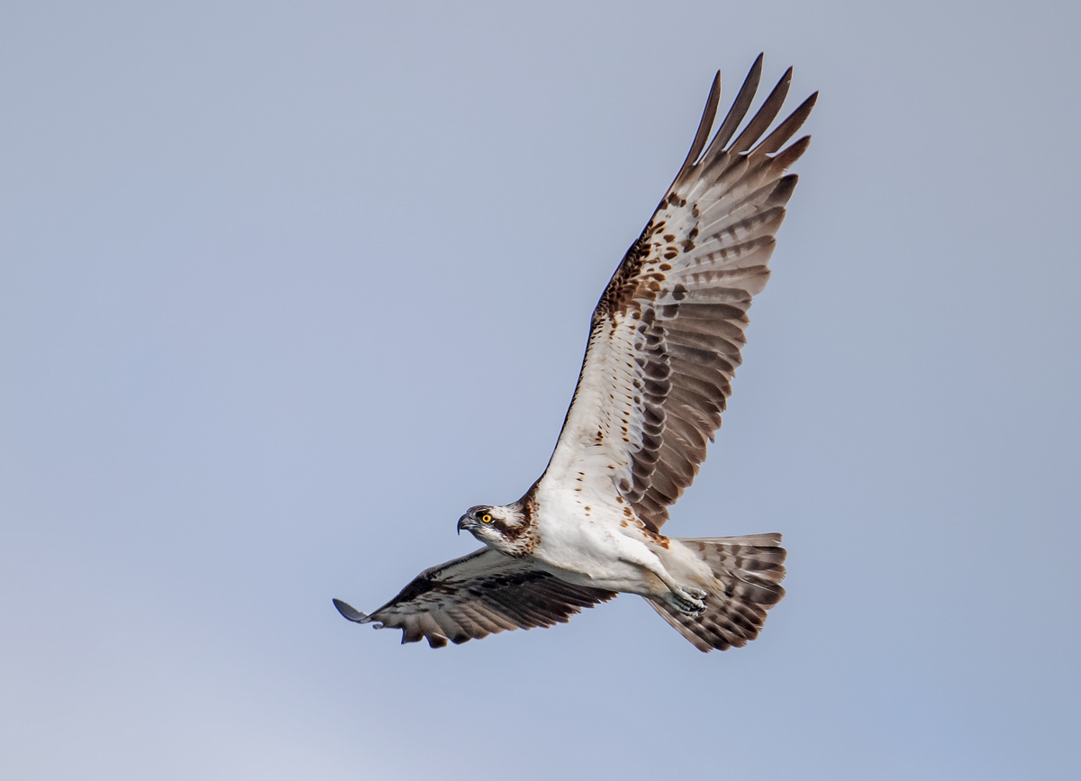 D50_9163_Fischadler IA _9_2019.jpg
