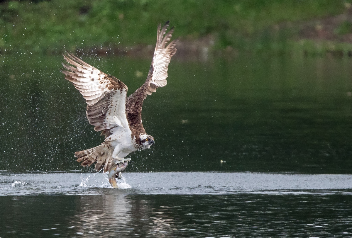 D50_9187_das hat geklappt_IA_9_2019.jpg