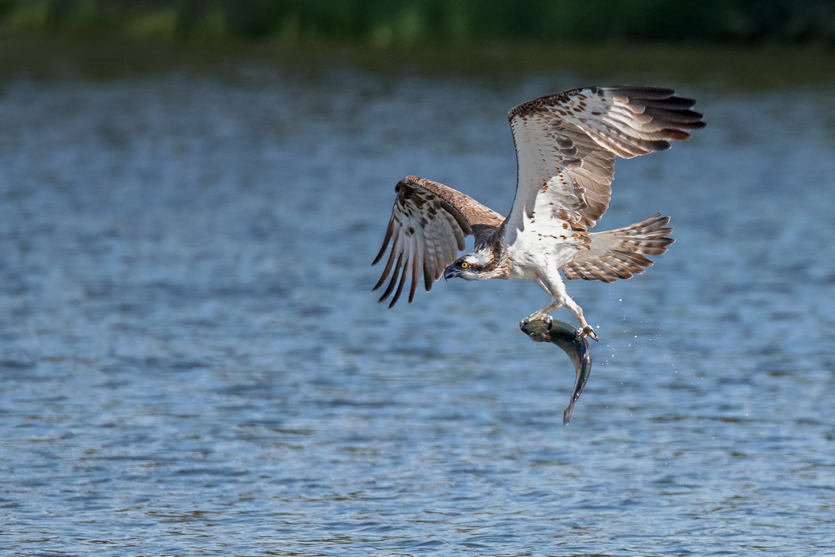 D50_9268_Fischadler dreht mit Beute ab_IA_10_2019.jpg