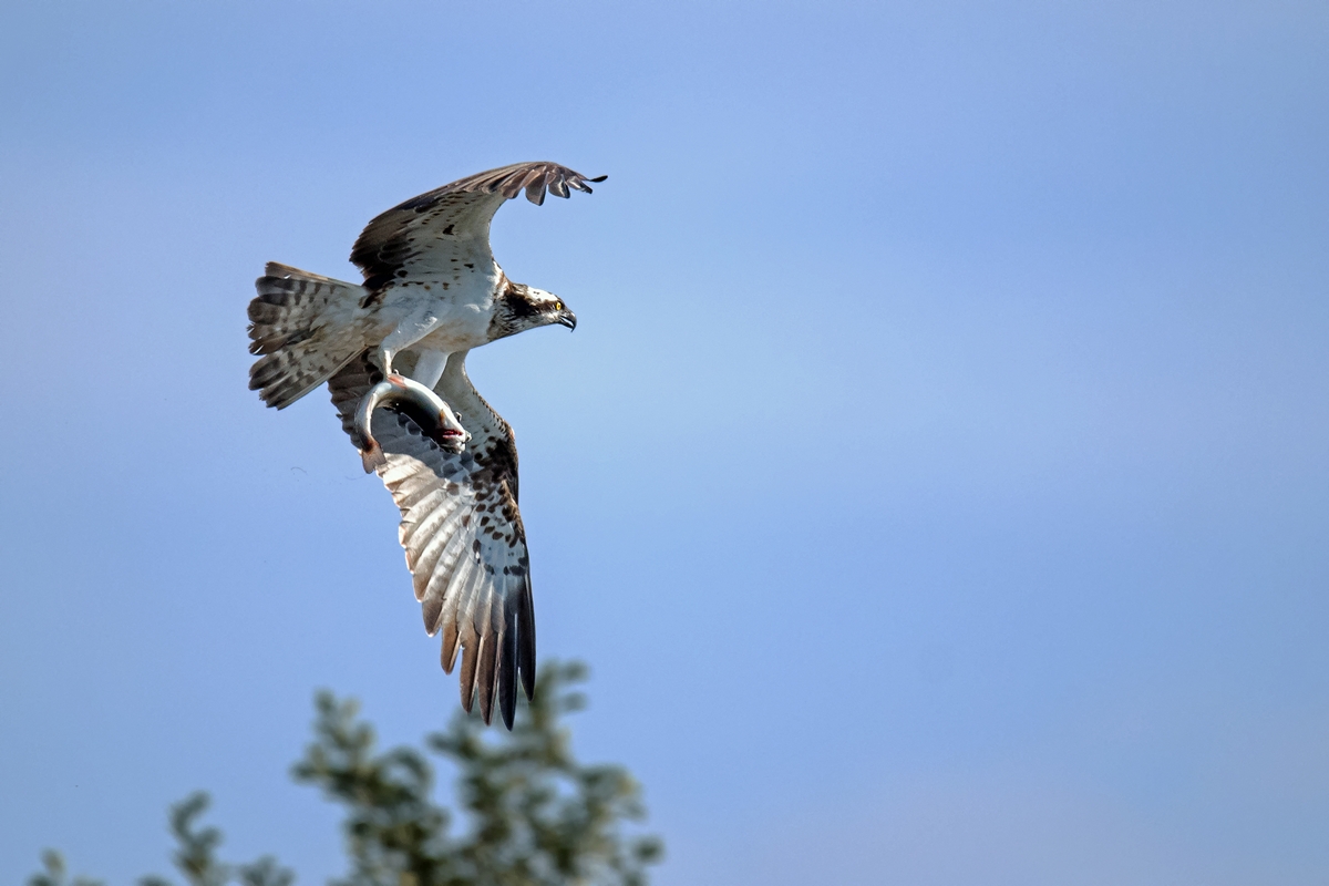 D50_9278_ab mit dem Fisch II_Autofarbe IA_9_2019.jpg