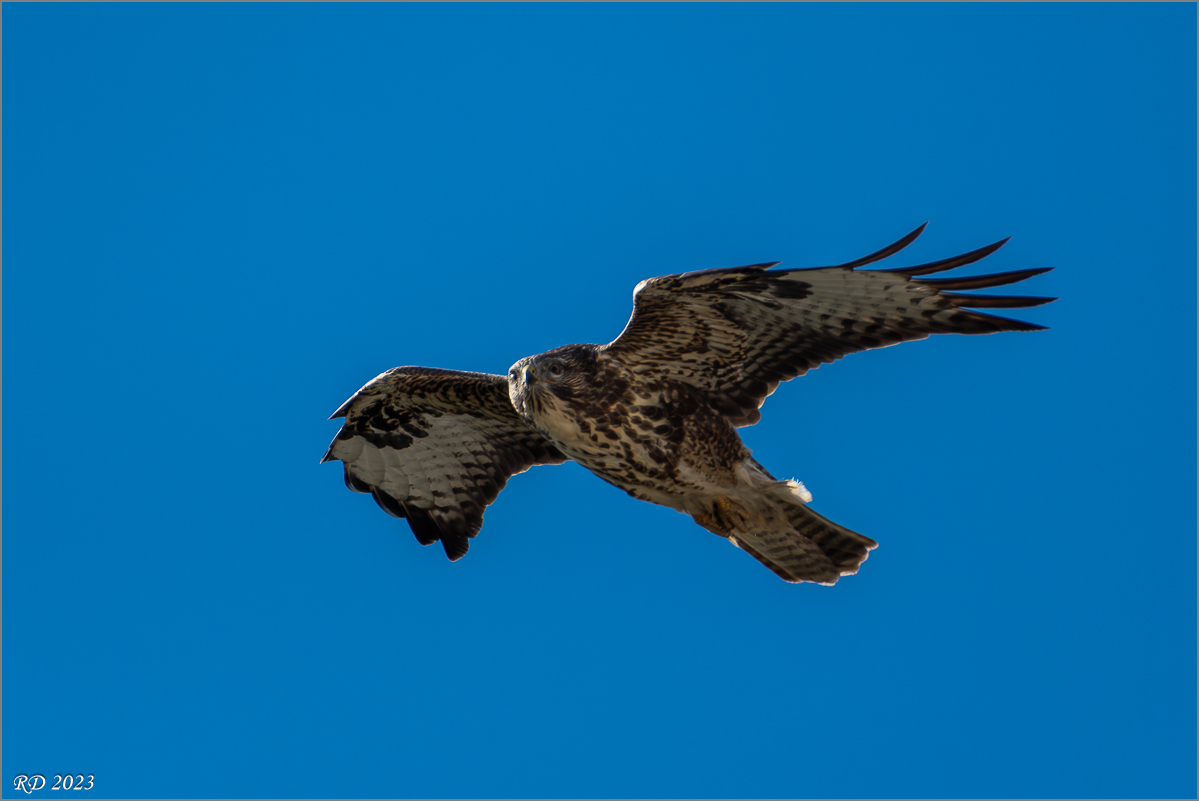 D50_9321-Verbessert-RR.jpg