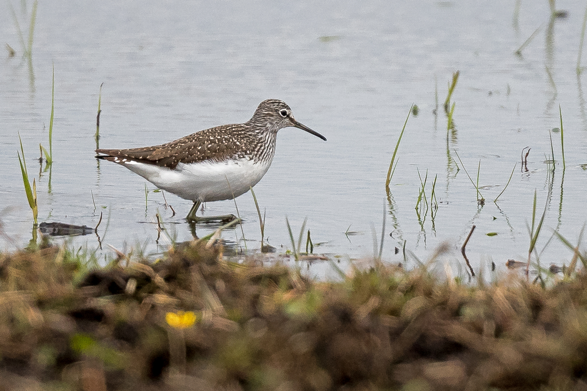 D50_9387_Waldwasserläufer IA_4_2021.jpg