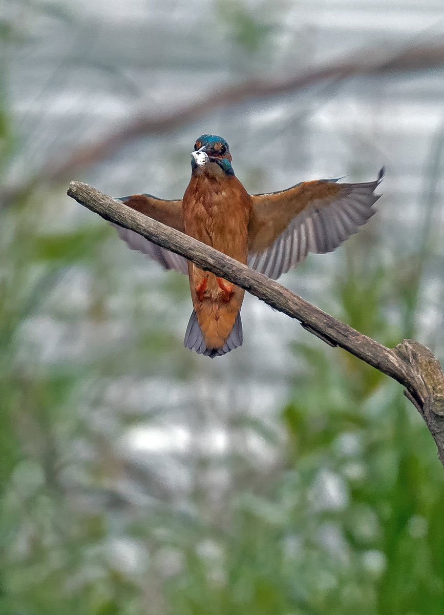 D50_9399_Landeanflug mt Fisch_5_2022.jpg