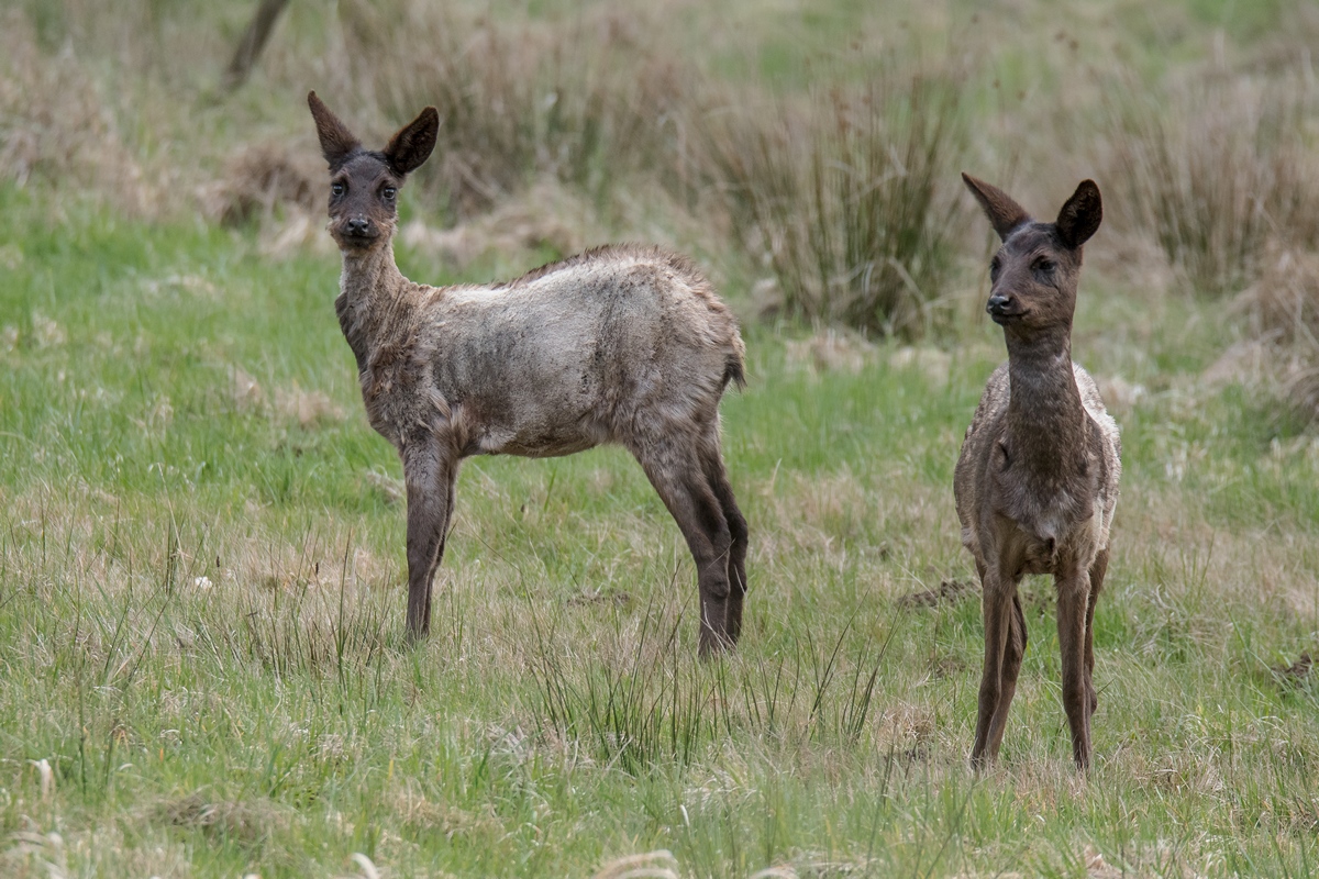 D50_9406_Rehwild beim Fellwechsel IA_3_2019.jpg