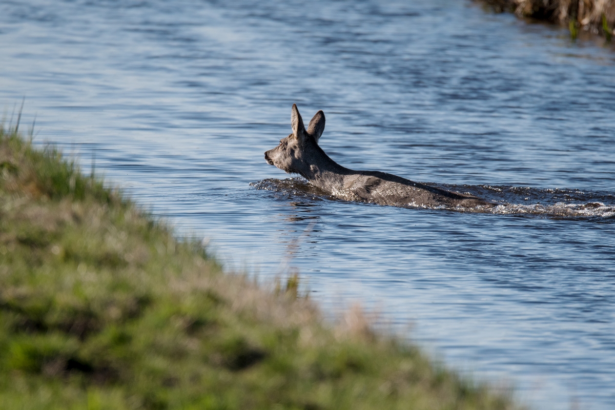 D50_9616_schwimmendes Reh IA_4_2019.jpg