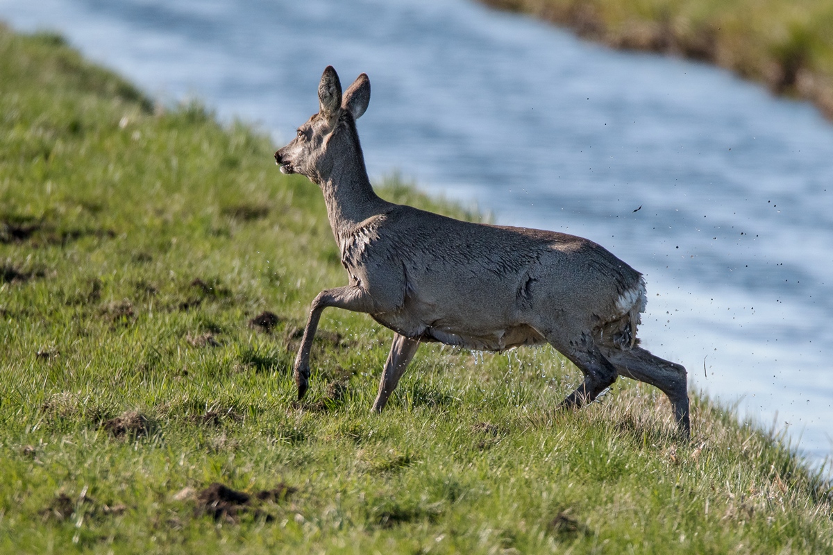D50_9619_wieder auf dem Trockenen IA_4_2019.jpg