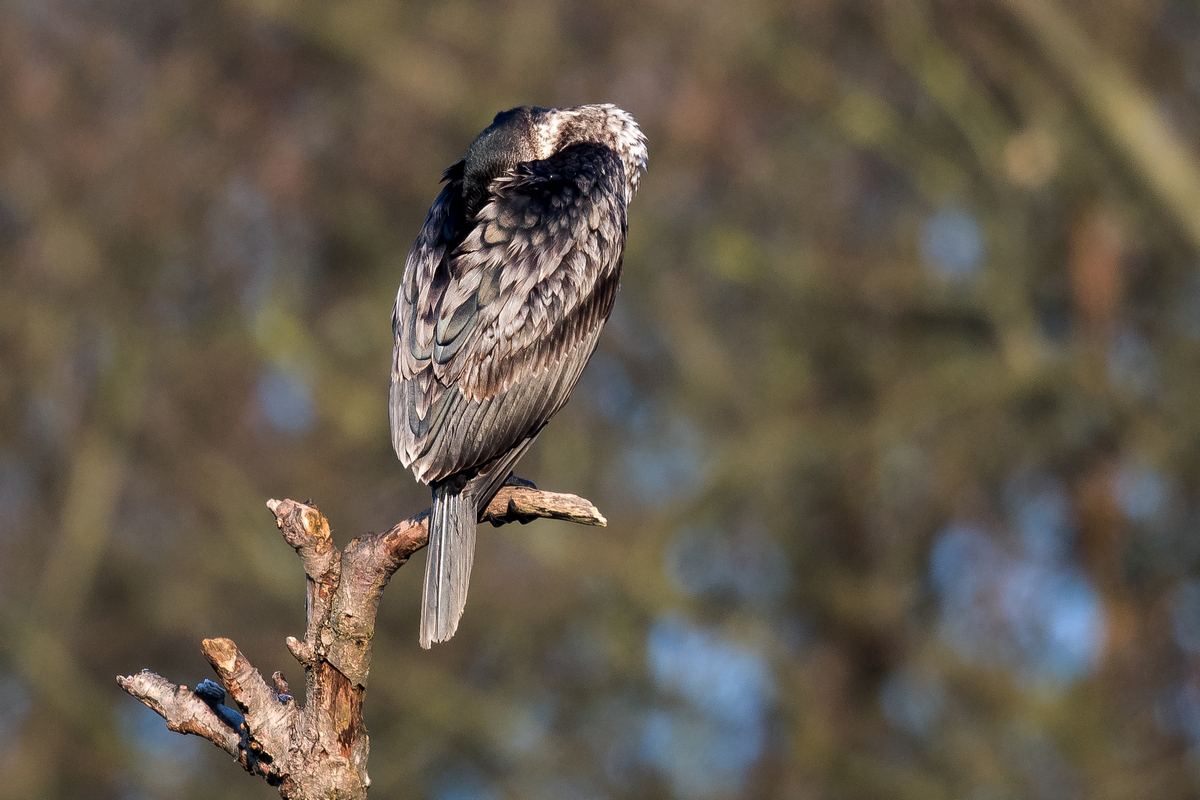 D50_9682_schlafender Kormoran_IA_4_2021.jpg