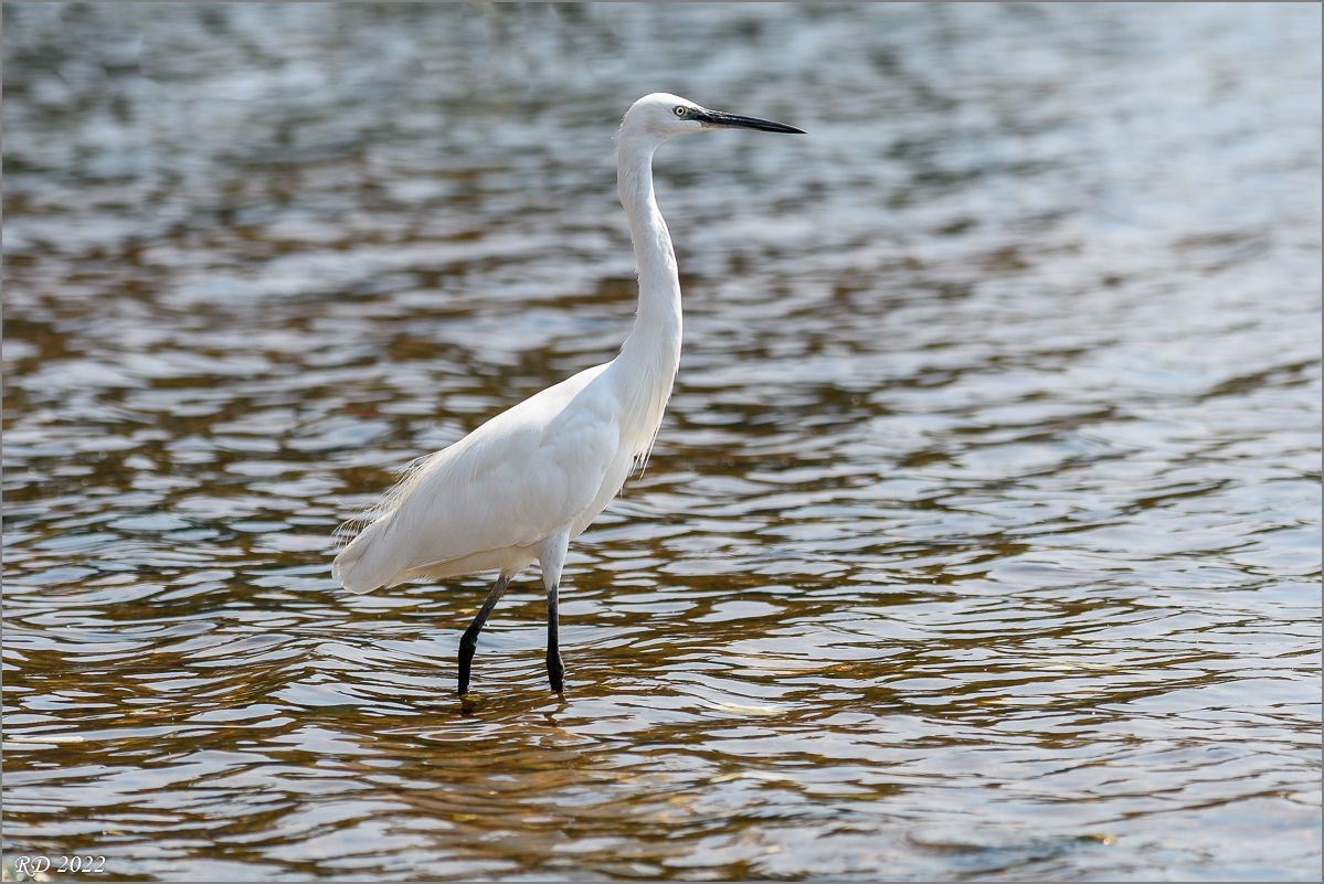 D50_9694.jpg