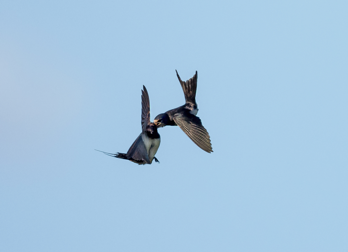 D50_9748_Futterübergabe im Flug_IA_9_2022.jpg