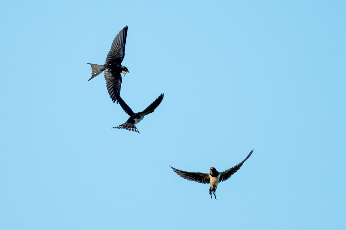 D50_9792_2  Jungvögel betteln um Futter_IA_9_2022.jpg