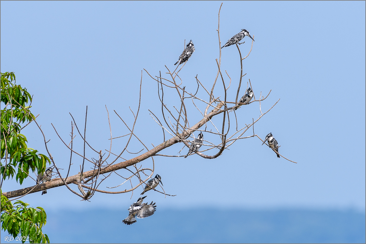 D50_9875.jpg