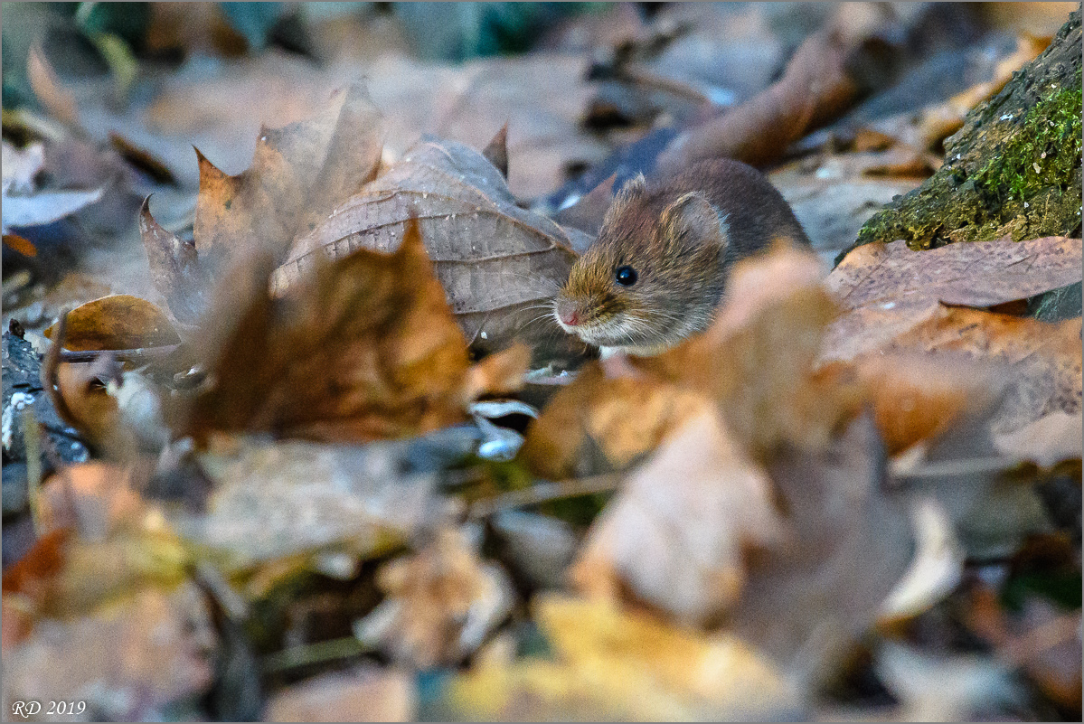 D50_9878.jpg