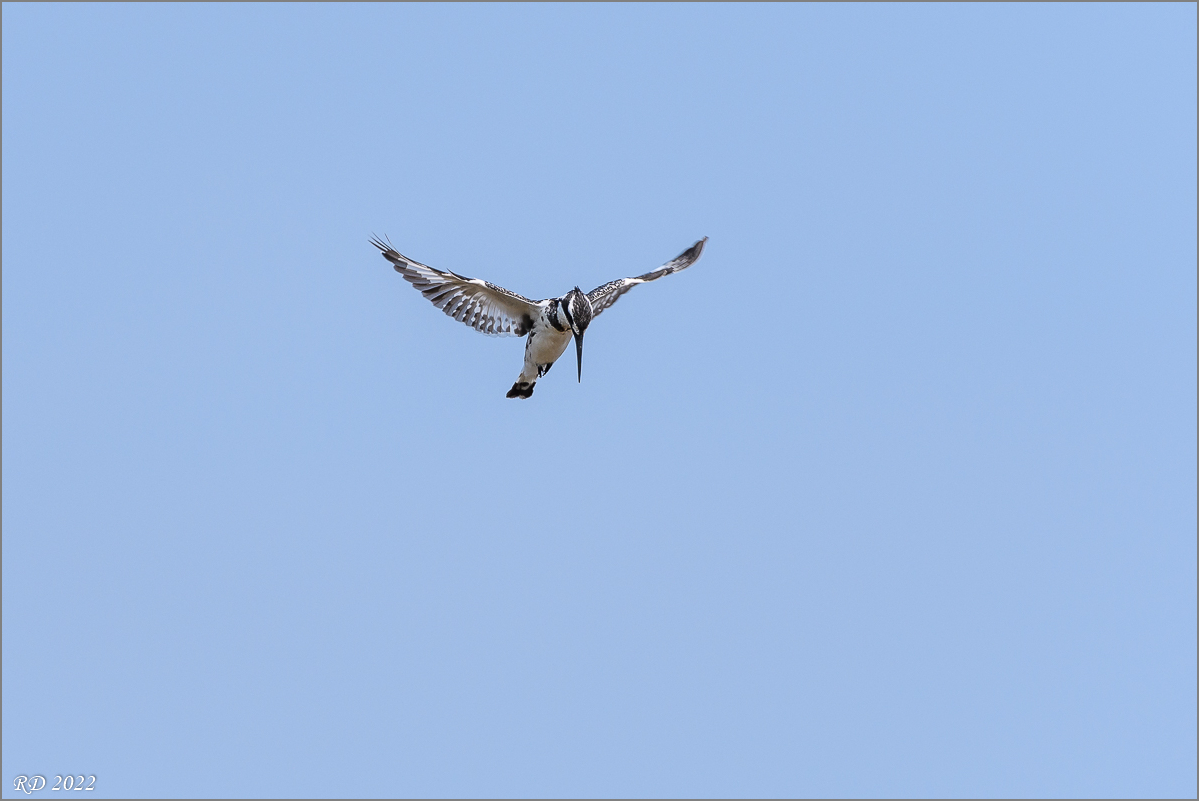 D50_9887.jpg