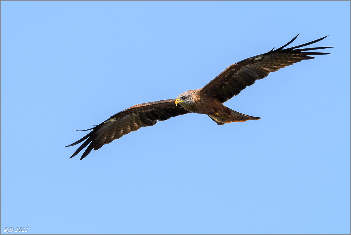 D50_9905.jpg