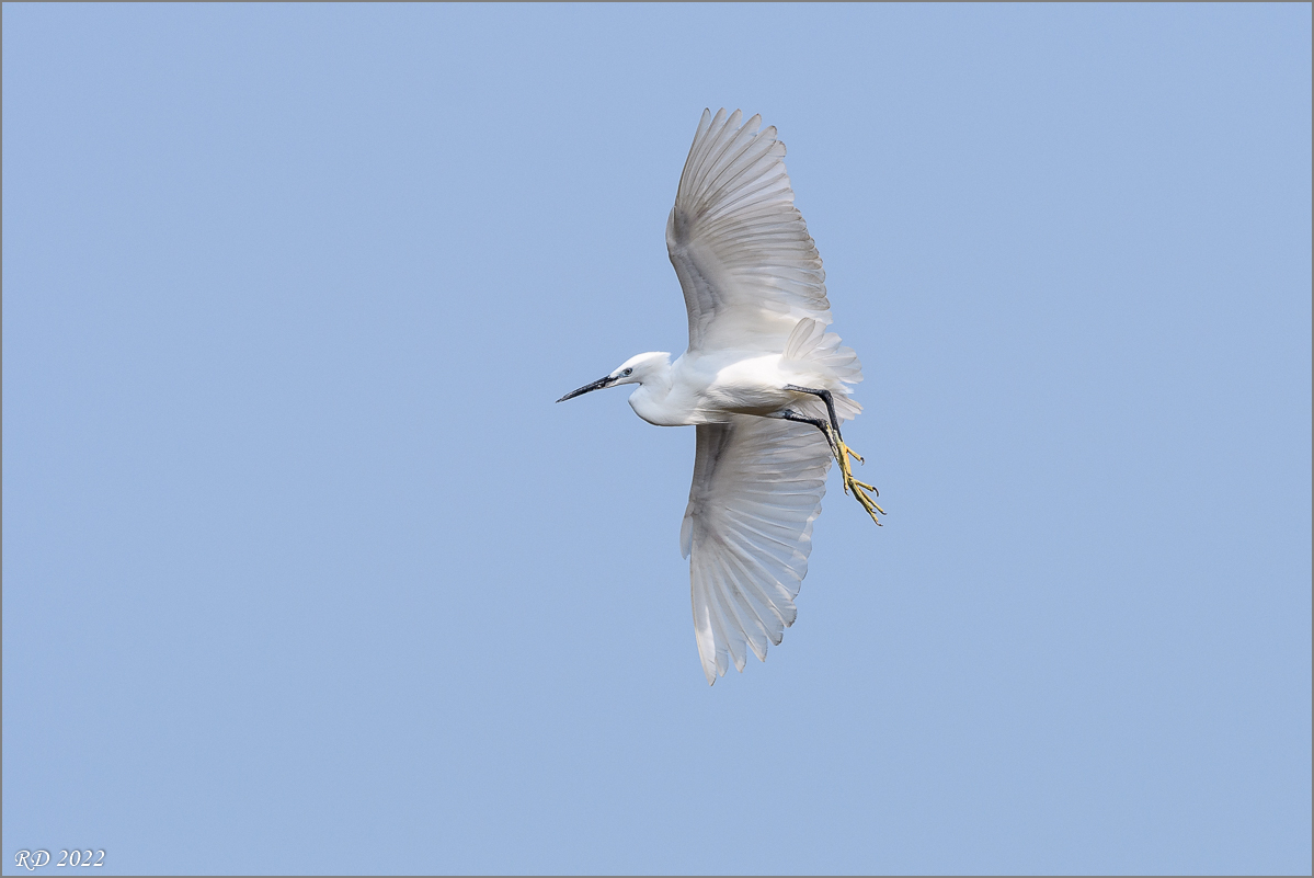D50_9965.jpg