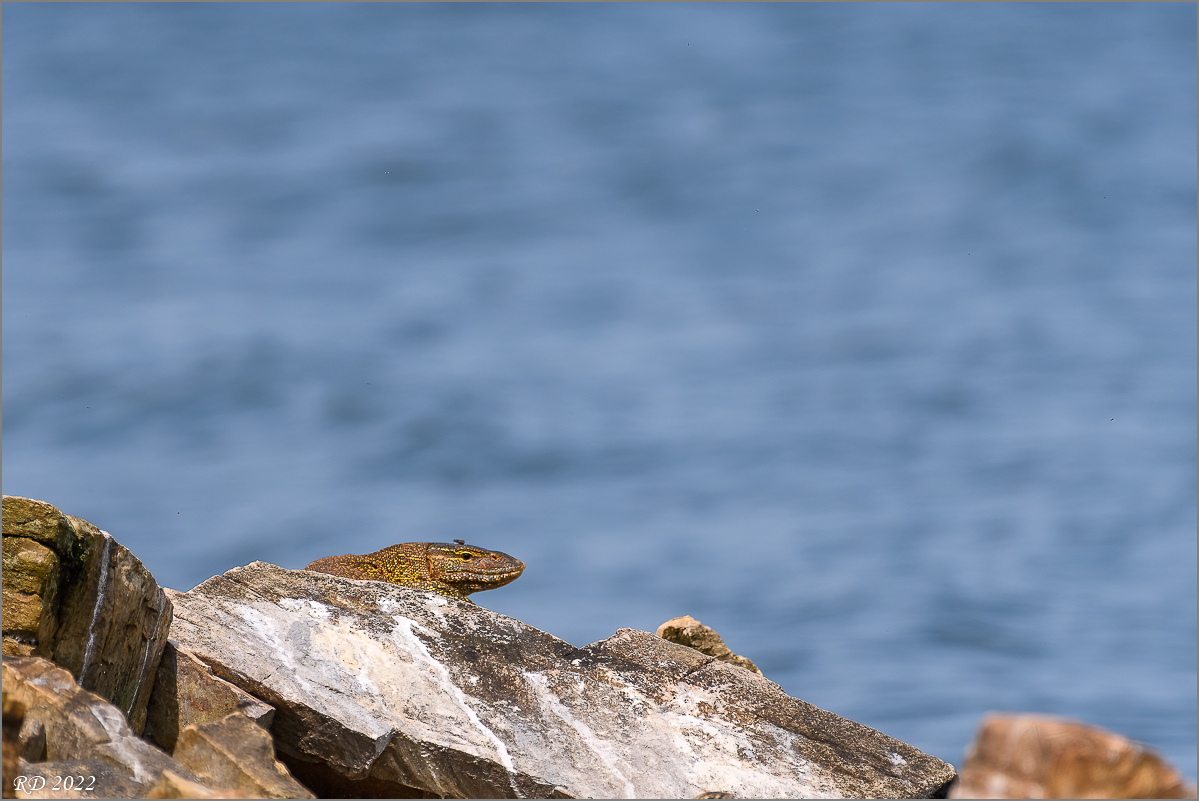 D50_9989-Bearbeitet.jpg