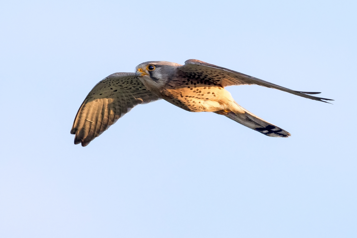 D50_9993_Turmfalke IA_4_2021.jpg