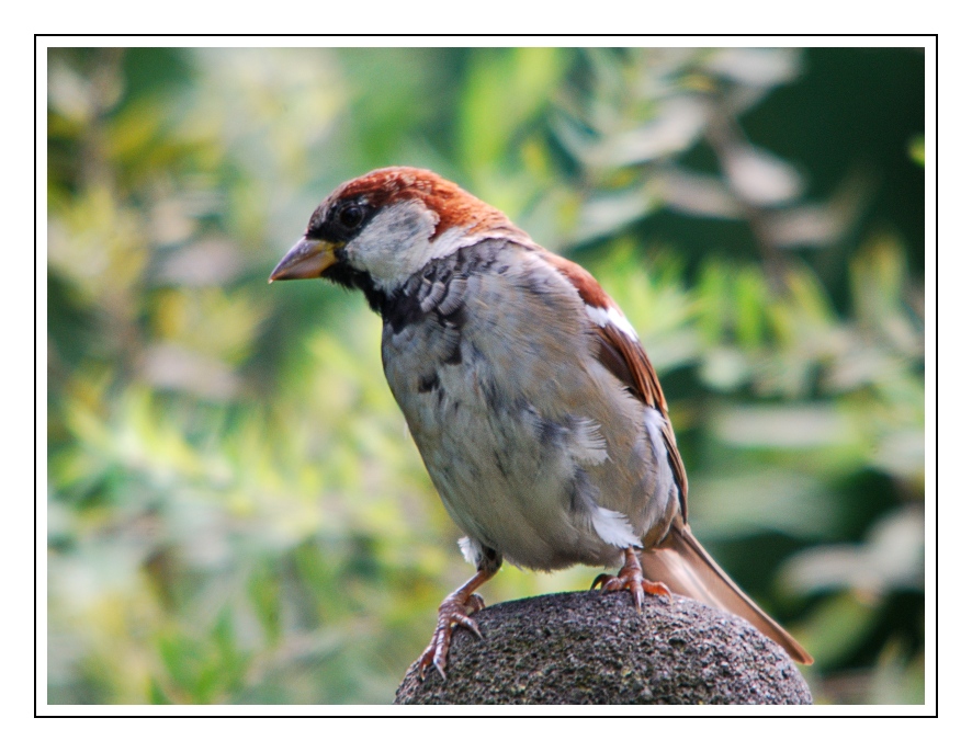 D60 + Sigma 150-500 + Sigma TC 1.4 + Kenko TC 1.4 (1000 mm)
