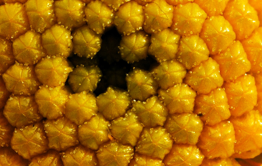 D70 0003 Margerite 100% Crop