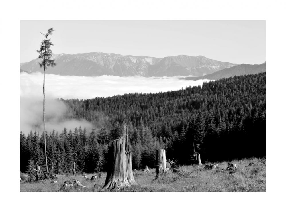 D700 Morgennebel