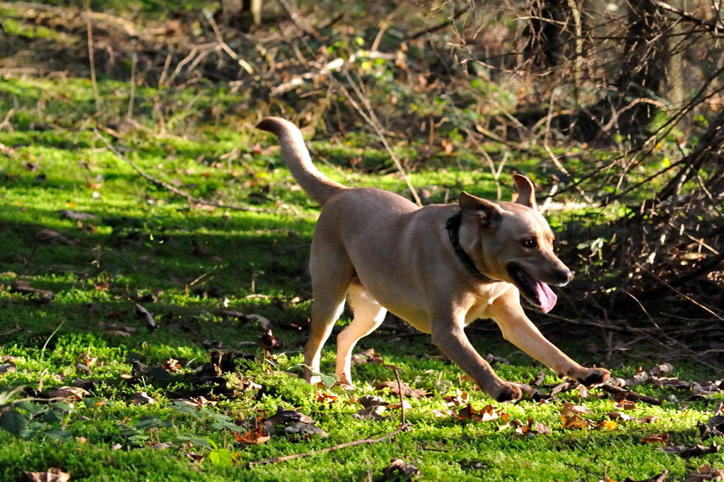 D700FX mit 85mm 1.8D - Sam in action

Blende 1:4.5
Belichtung: 1/1000s
ISO: 6400