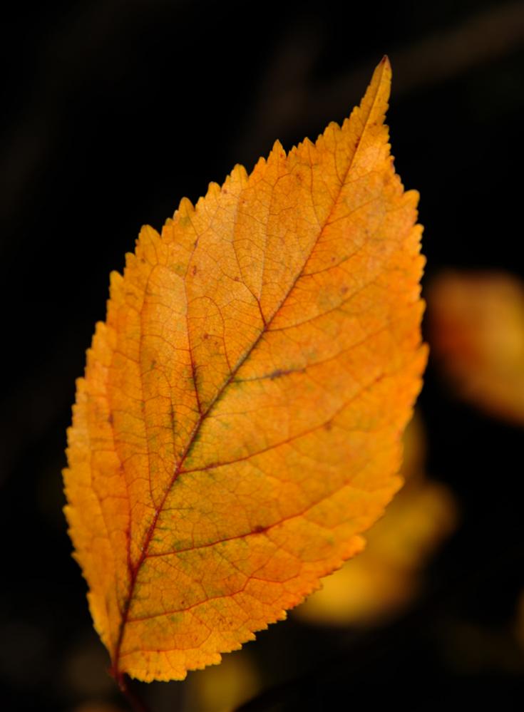 D701287 Kopie