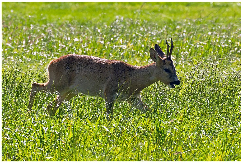 D71 0035 Rehböckchen II