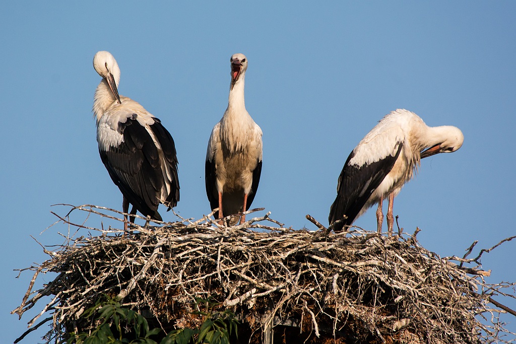 D71 0265 Storchenbeschwerde