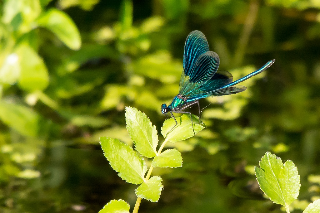 D71 0291 Libelle I