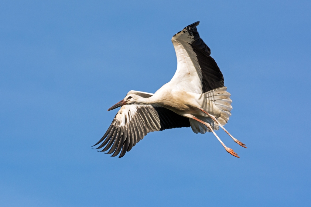D71 0308 Storchenflug IV