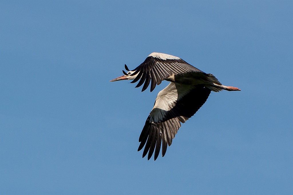 D71 0319 Flugstudie I