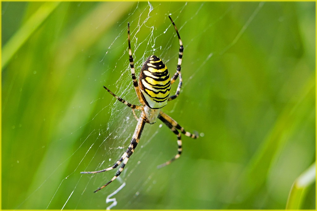 D71 0503 Wespenspinne I